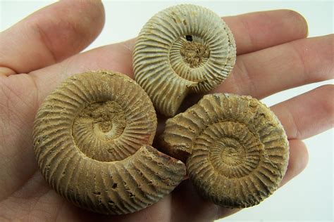 (3) Fossilized Ammonites from Madagascar