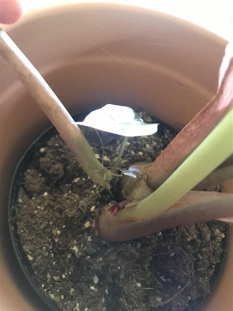 Mushy stem that smells like rotting garbage? Leaf super yellow? Roots