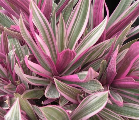 plante avec feuille verte  mauve