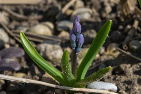 Zumbul (Hyacinthus orientalis)
