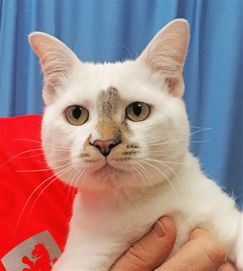 ¿Conoces a Omarcito? 🐱 😍... - Zaragoza Protección Animal