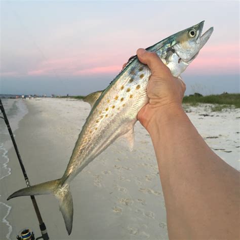 How To Catch Spanish Mackerel From Shore - The Angler Within (Beach ...