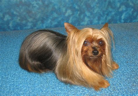 BBird's GroomBlog: PET YORKIE GROOMING OPTIONS
