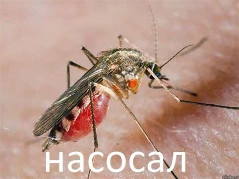 Комар. Укуси комарів - презентация онлайн