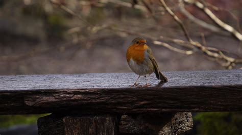 I went back to the same spot and my little robin friend came back to
