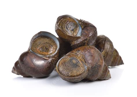 gambar background siput sungai vektor  file psd   gratis