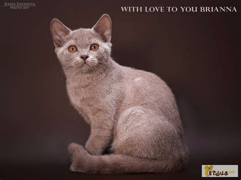 Породный британский котенок из питомника, Киев — PetsUA