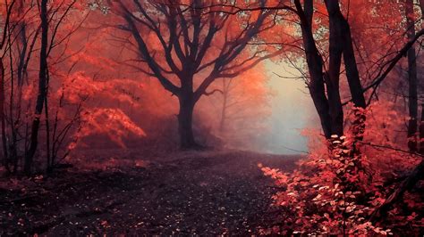Mystical Forest Wallpapers - Wallpaper Cave