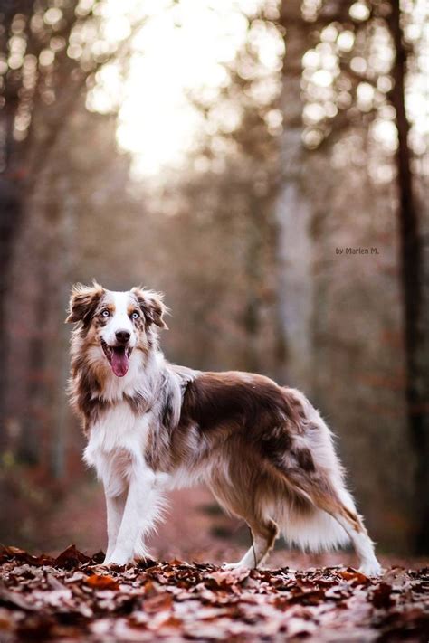 🐾Эмма🐾 | Cute dogs, Dog breeds, Scary dogs