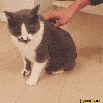 Гифки со смешными котиками. Более 110 GIF анимаций