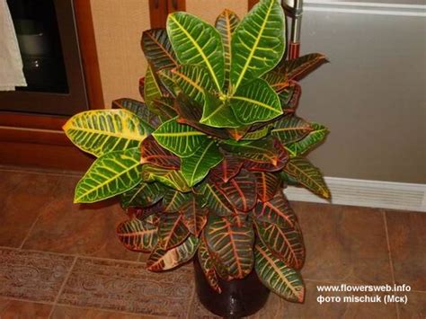 Кодиеум, кротон - Все о комнатных растениях на flowersweb.info