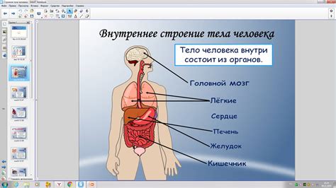 Строение тела человека