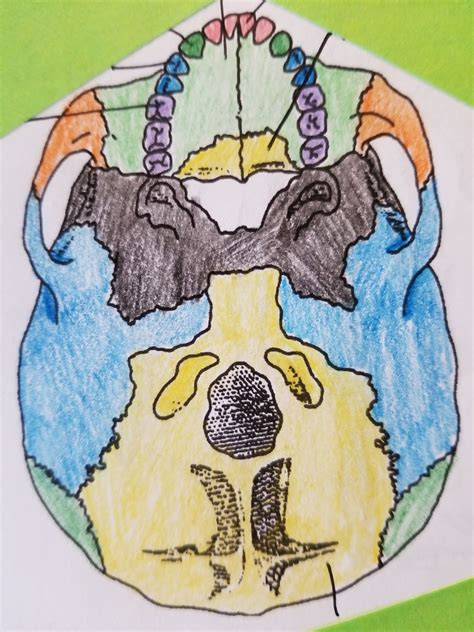 lab  bottom view  skull diagram quizlet