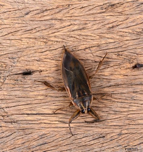 how to get rid of water bug 6