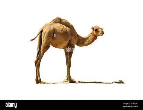 Small camel hi-res stock photography and images - Alamy