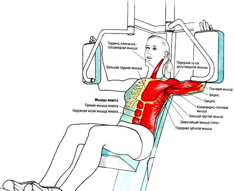 Сведение рук на тренажере с подушками для предплечий — SportWiki ...