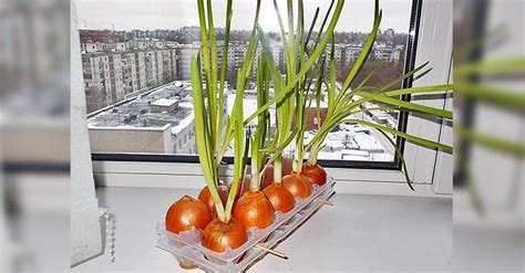 Как вырастить лук на подоконнике