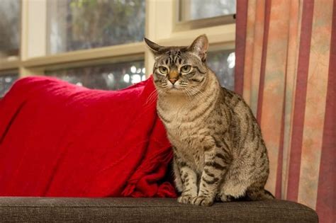 cats  dogs    facts faq catster