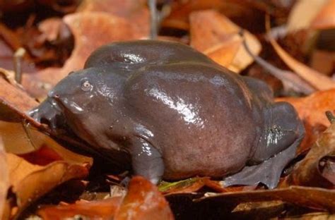 The most significant and unique creature: THE INDIAN PURPLE FROG