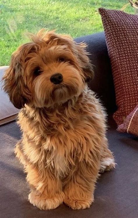 Pin on which one cuter - dog or cat in 2024 | Cute animals puppies ...