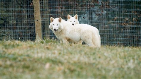 Scientists say they revived dire wolf through biotech company's de