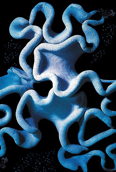 Blue Curl Sponge Mushroom Coral | Smithsonian Photo Contest ...