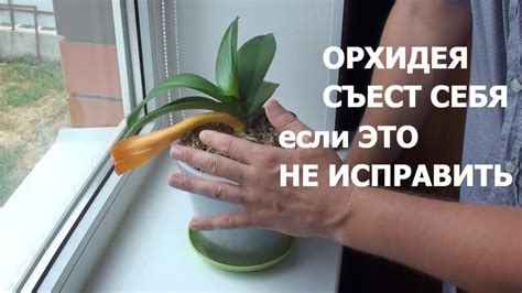 ОРХИДЕЯ СЪЕСТ сама себя ПОЭТОМУ у ЗДОРОВОЙ ОРХИДЕИ ЖЕЛТЕЮТ нижние ...