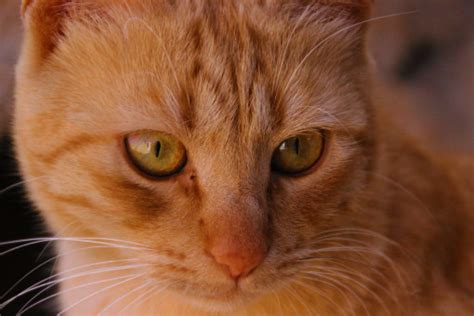 felidae