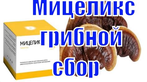 Мицеликс грибной сбор обзор - грибной сбор мицеликс отзывы, цена ...