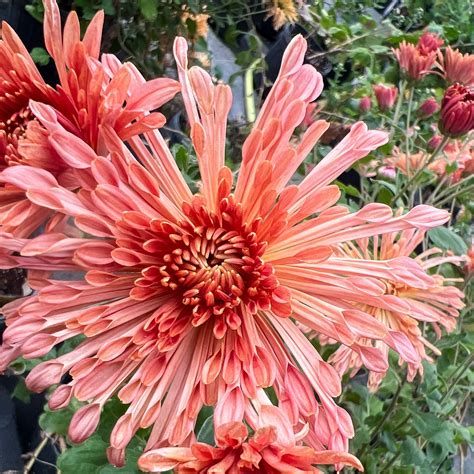 How to grow your chrysanthemum patch using one plant – Harmony Harvest Farm