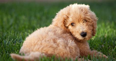 Labradoodle | ManyPets
