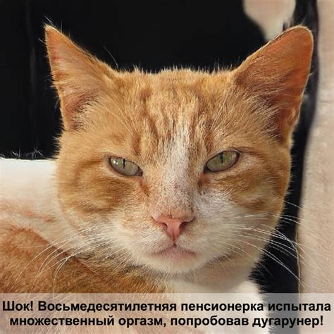 полосатая кошка — Postimages