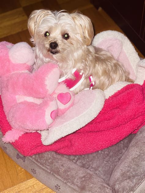 Dog Boarding Toronto | K9+