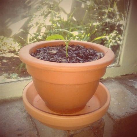 Lemon tree 2015/01/22 | Lemon tree, Planter pots, Tree