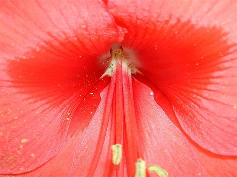 Flor de Aurelia