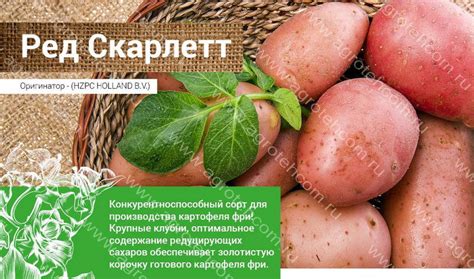 Картофель Сорт Ред Скарлет Характеристика Фото — Картинки фотографии