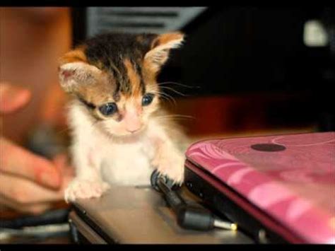 A Rescued Cat Named Nishi - YouTube