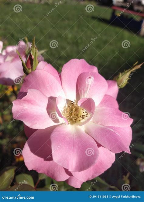 Rose pink flowers stock image. Image of flowers, rose - 291611053