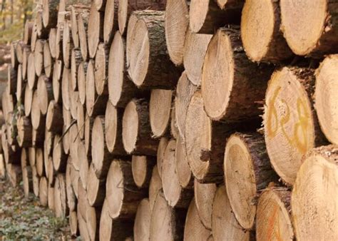 images tree wood trunk birch autumn soil lumber stacked