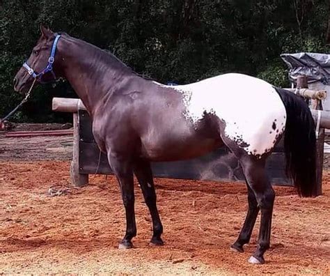 The Genetics of Breeding Colour Part 2-Appaloosa Colouring. – Irish ...