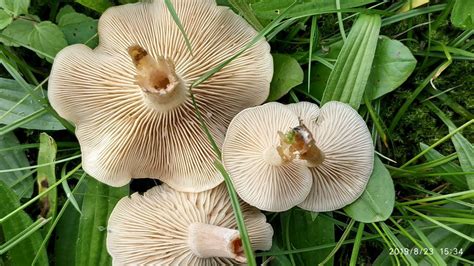 Говорушка беловатая (Clitocybe rivulosa) фото и описание