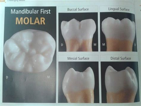 pin van savvas chatzichristodoulou op dental tech tanden