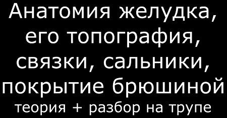 Желудок. Функции и строение желудка. Ферменты желудка.
