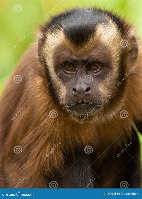 Tufted Capuchin, Also Known As Brown Or Black-capped Capuchin Fed With ...