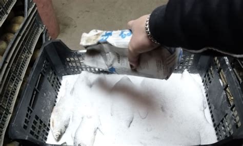Солим рыбу сухим посолом: ждем 19 дней и можно есть