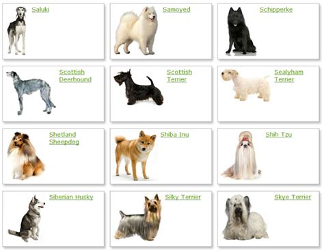 dog breeds list  picture dog breeds alphabetical dogs breeds guide