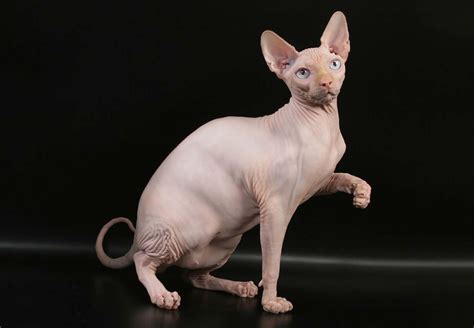 Download Majestic Sphynx Cat Posing for the Camera Wallpaper ...