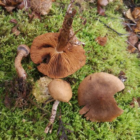 Coal Spoil fungi - Coal Spoil Fungi