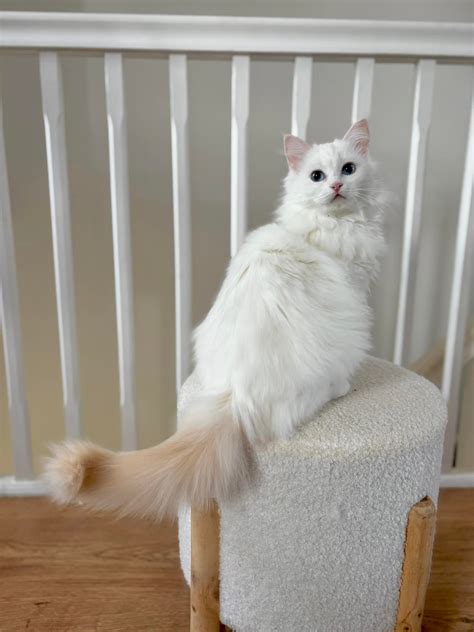 LeCendrillon Ragdoll... - LeCendrillon Ragdoll Cattery
