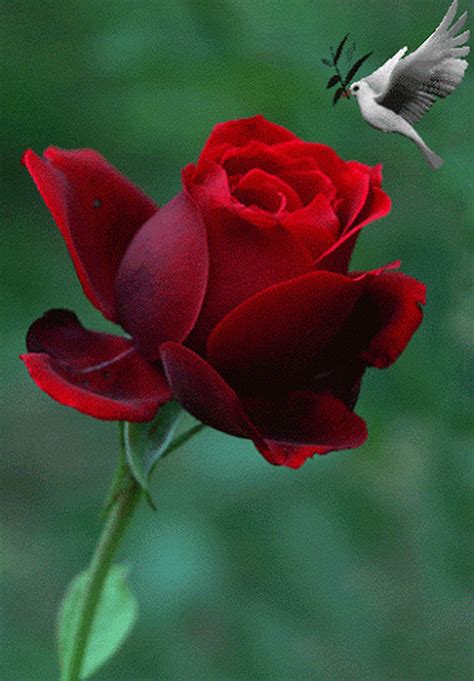 Gdnyt sweet dreams 🌹 (With images) | Rose flower, Flowers gif